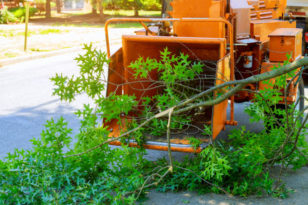 Best Emergency Storm Tree Removal  in Mountain Green, UT